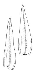 Macromitrium longipes, branch leaves.
 Image: R.C. Wagstaff © All rights reserved. Redrawn with permission from Vitt (1983). 